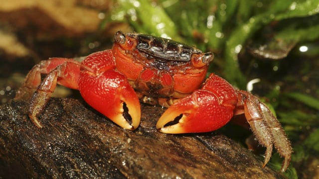 Die kleine Rote Mangrovenkrabbe ist ein wahrer Überlebenskünstler.