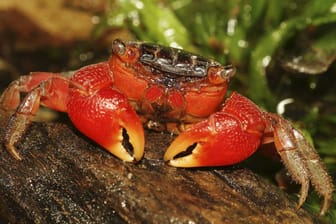 Die kleine Rote Mangrovenkrabbe ist ein wahrer Überlebenskünstler.