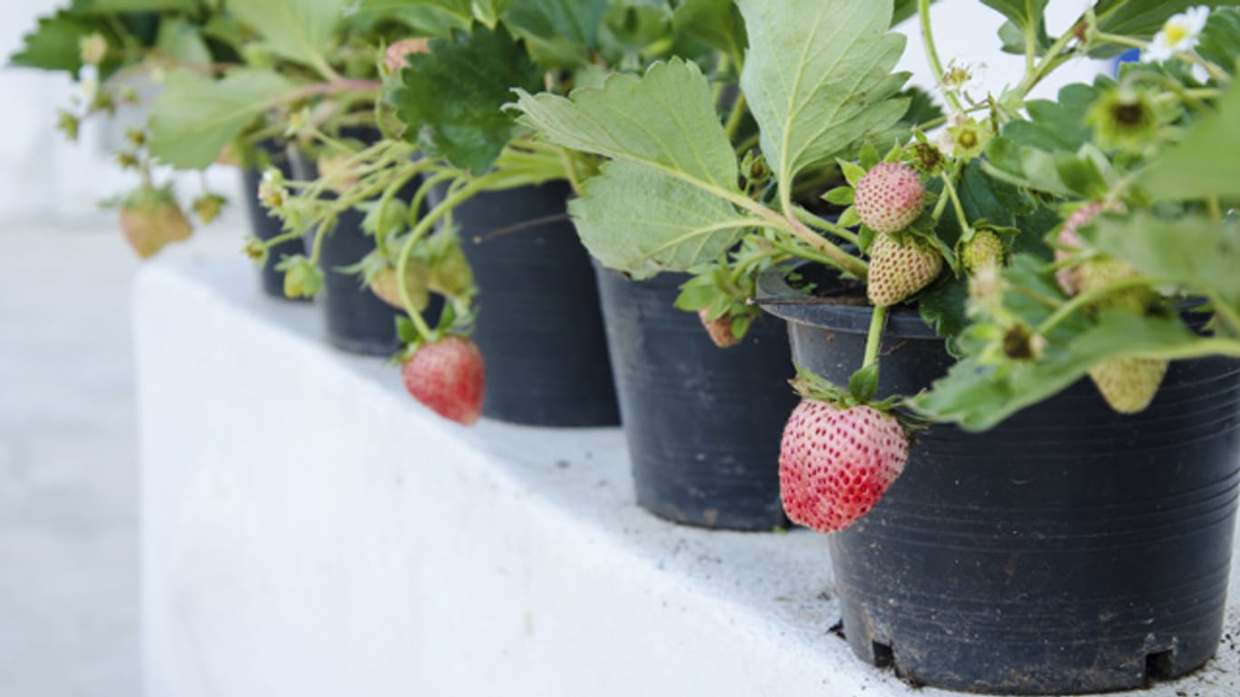 Pflanzen Sie jede Erdbeerpflanze möglichst in einen eigenen Topf.