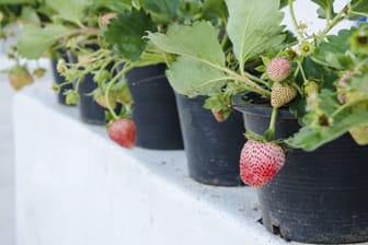 Pflanzen Sie jede Erdbeerpflanze möglichst in einen eigenen Topf.