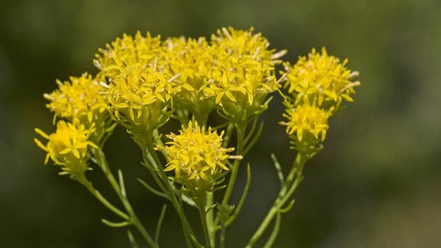 Die sonnenverwöhnte Goldhaar-Aster wird Ihre Gartengestaltung enorm aufwerten.