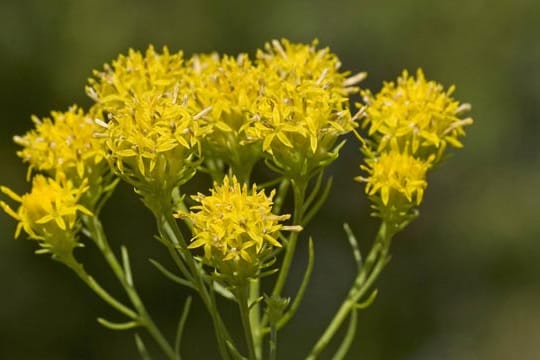 Die sonnenverwöhnte Goldhaar-Aster wird Ihre Gartengestaltung enorm aufwerten.