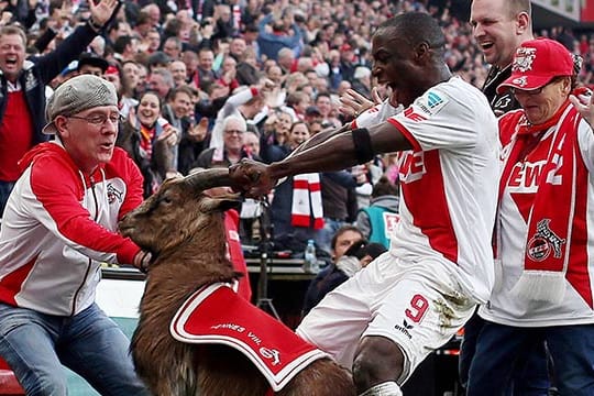 An den Hörnern gepackt: Kölns Stürmer Anthony Ujah vergriff sich nach seinem Treffer gegen Frankfurt beim Torjubel.