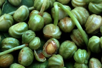 Kapuzinerkresse Samen müssen trocken und kühl aufbewahrt werden.
