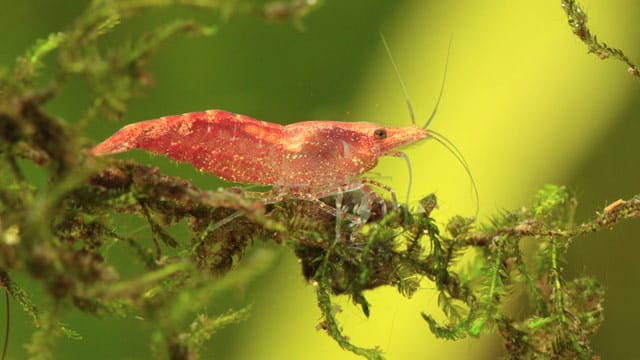 Die Red Fire Garnele sorgt in Ihrem Aquarium für hübsche Farbtupfer.