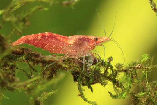 Die Red Fire Garnele sorgt in Ihrem Aquarium für hübsche Farbtupfer.