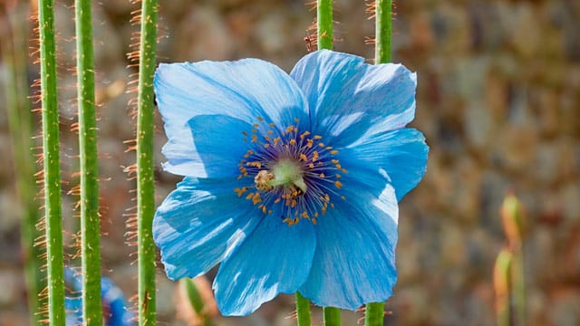 Mit seiner auffallend blauen Farbgebung sticht der Scheinmohn aus der Natur hervor.