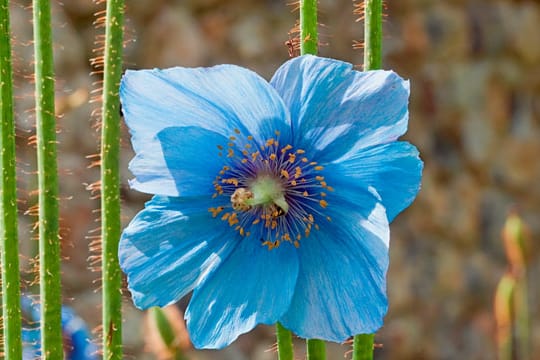 Mit seiner auffallend blauen Farbgebung sticht der Scheinmohn aus der Natur hervor.