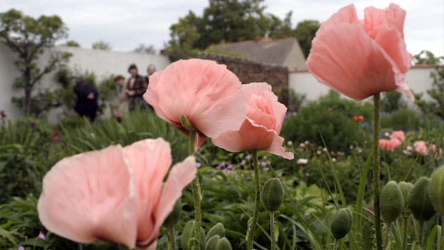 Die großen Blüten sind charakteristisch für türkischen Mohn.