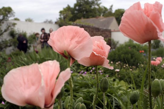 Die großen Blüten sind charakteristisch für türkischen Mohn.