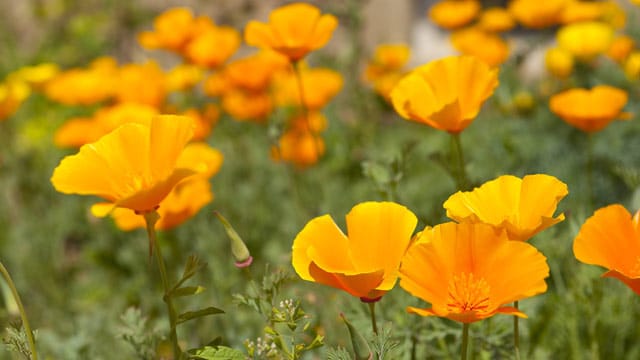 Goldmohn wird nicht nur im Garten als Zierde, sondern auch in der Pharmaindustrie eingesetzt.