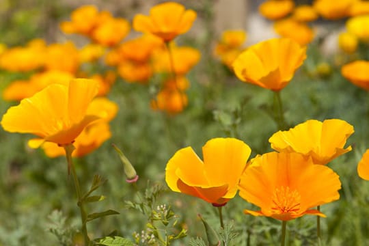 Goldmohn wird nicht nur im Garten als Zierde, sondern auch in der Pharmaindustrie eingesetzt.