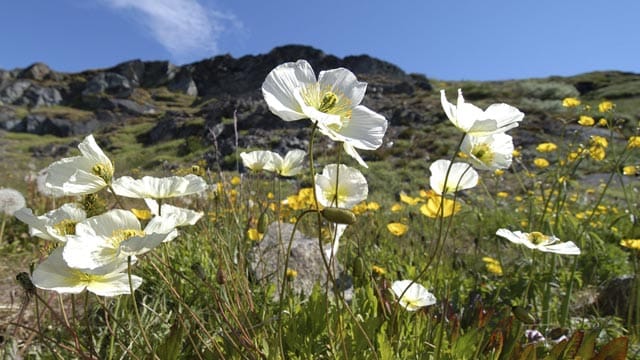 Der Alpenmohn ist eine ungewöhnliche Alternative zum klassischen roten Klatschmohn.