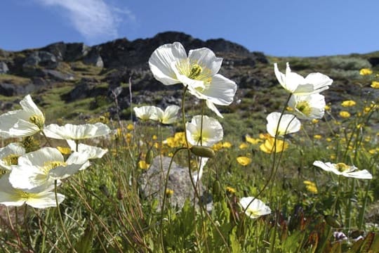 Der Alpenmohn ist eine ungewöhnliche Alternative zum klassischen roten Klatschmohn.