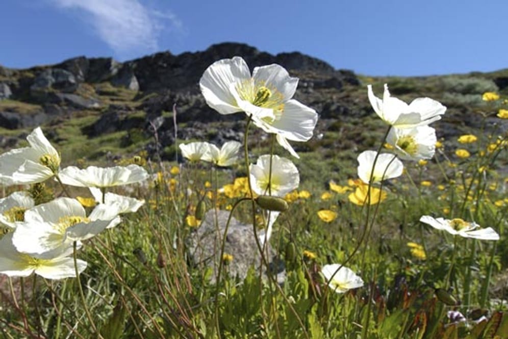 Der Alpenmohn ist eine ungewöhnliche Alternative zum klassischen roten Klatschmohn.