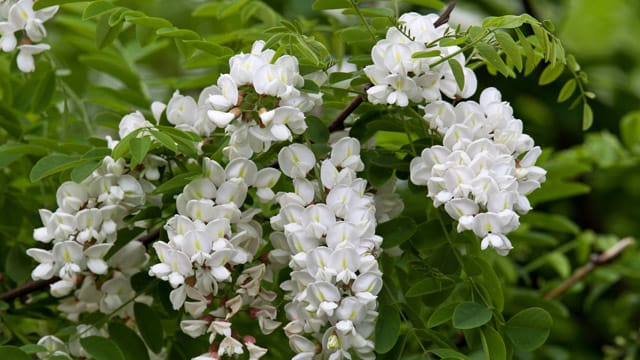 Im Gegensatz zum Rest der Pflanze sind die Blüten der Robinie ungiftig.