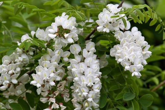 Im Gegensatz zum Rest der Pflanze sind die Blüten der Robinie ungiftig.