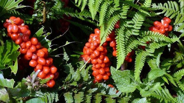 Gerade die süßlichen, roten Beeren des Aronstabs sind besonders giftig.