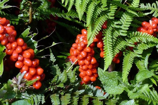 Gerade die süßlichen, roten Beeren des Aronstabs sind besonders giftig.