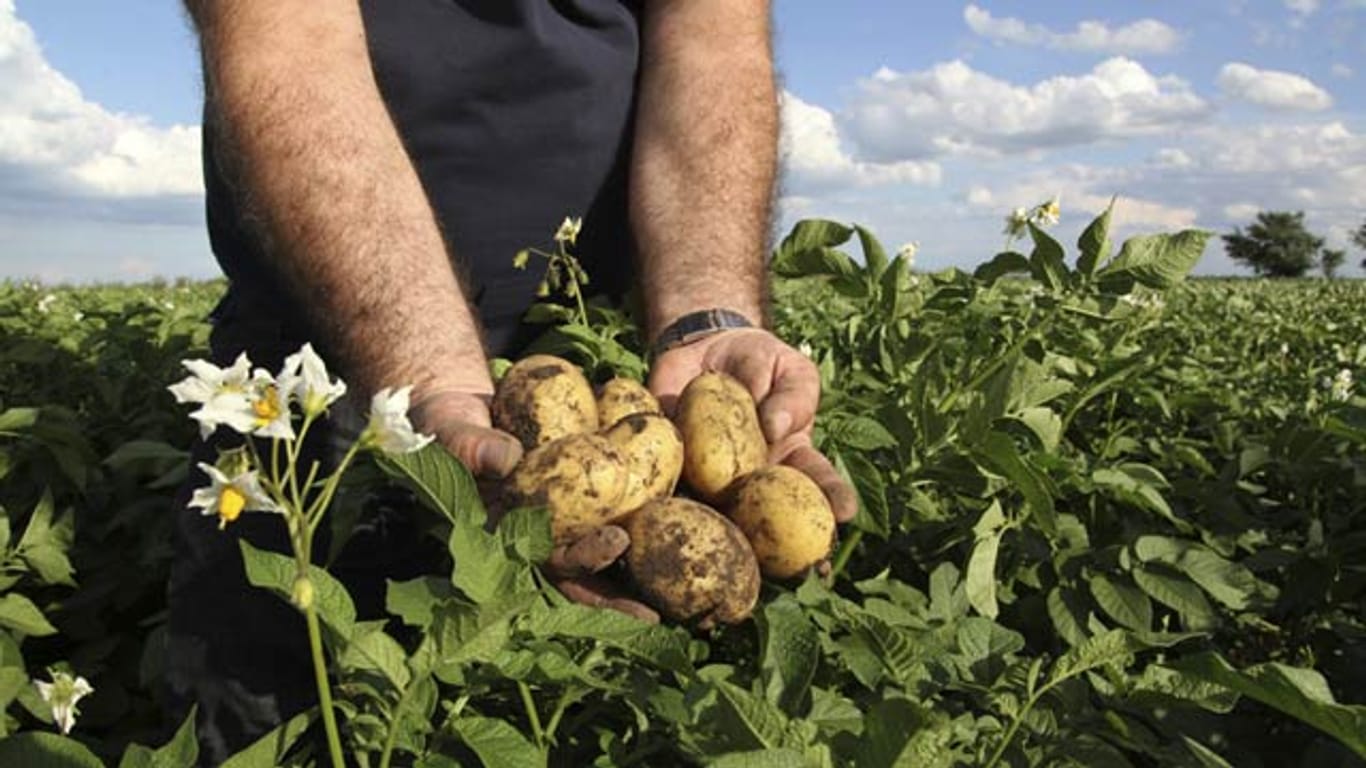 Die schmackhaften Kartoffeln können unter gewissen Umständen Gifte entwickeln.