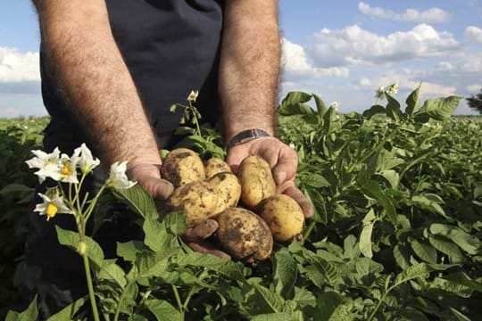 Die schmackhaften Kartoffeln können unter gewissen Umständen Gifte entwickeln.