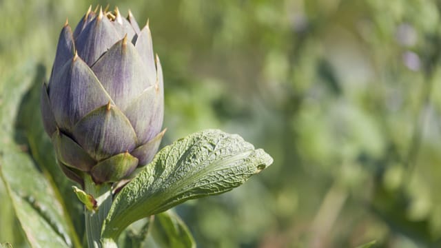 Die Wirkstoffe der Präparate werden aus den Blättern der Artischocke gewonnen.