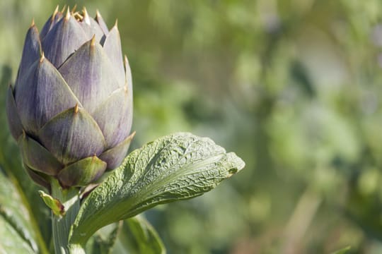 Die Wirkstoffe der Präparate werden aus den Blättern der Artischocke gewonnen.