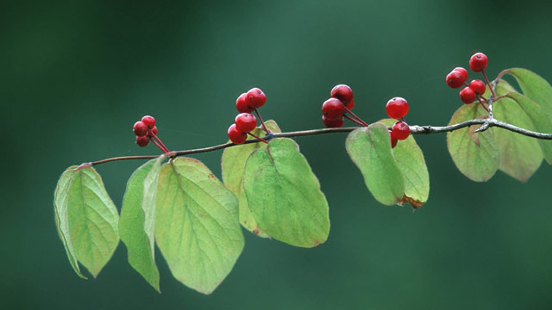 Heckenkirsche Strauch mit giftigen Beeren