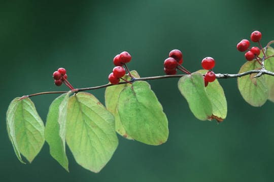 Lassen Sie sich nicht von den attraktiven Beeren täuschen: sie sind giftig!