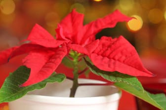 Auch als kultivierte Zimmerpflanze ist Weihnachtsstern für Haustiere sowie Kleinkinder giftig.