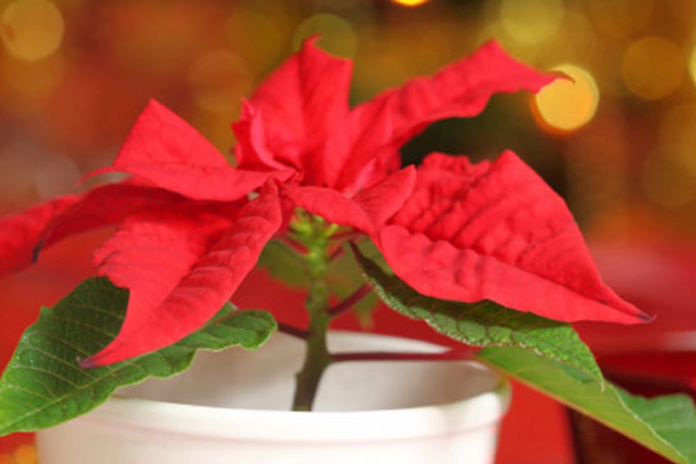 Auch als kultivierte Zimmerpflanze ist Weihnachtsstern für Haustiere sowie Kleinkinder giftig.