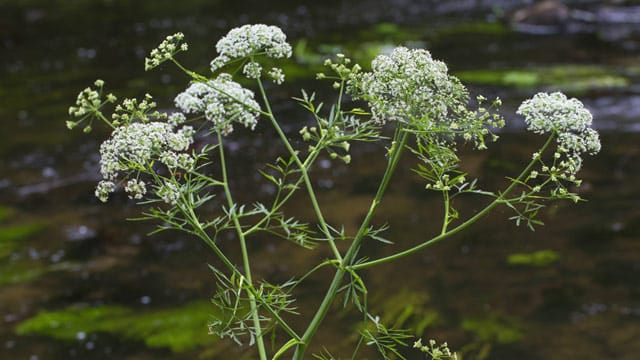 Der Wasserschierling wächst vorwiegend in Sumpfgebieten.