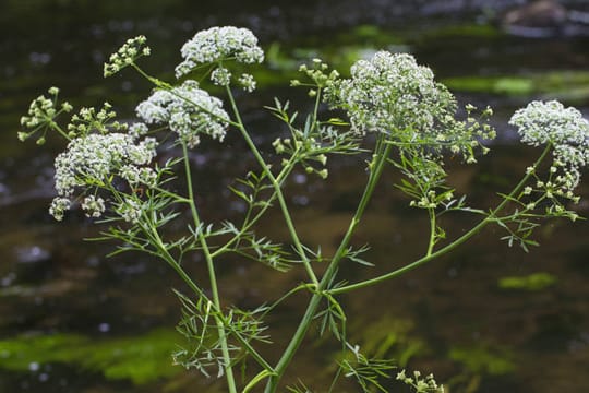 Der Wasserschierling wächst vorwiegend in Sumpfgebieten.