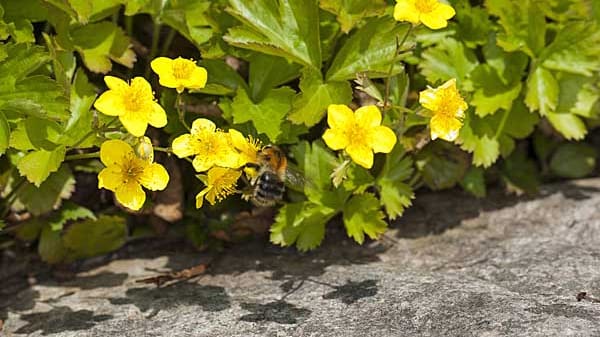 Waldsteinia geoides