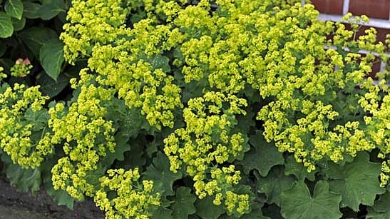 Alchemilla mollis