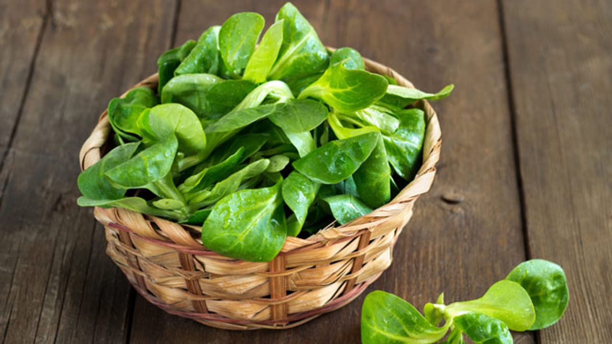 Feldsalat säen: Tipps und Zeitpunkt für reichhaltige Ernte