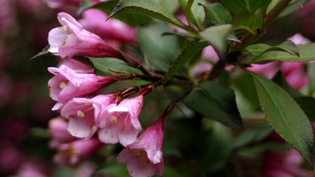 Die hübschen rosa Blüten der Weigela florida machen sie zu einer Bereicherung für jeden Garten.