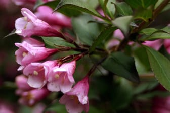 Die hübschen rosa Blüten der Weigela florida machen sie zu einer Bereicherung für jeden Garten.