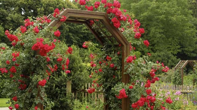 Mit einer Rankhilfe wie dem Rosenbogen können Sie Ihre Kletterrosen schön in Szene setzen.