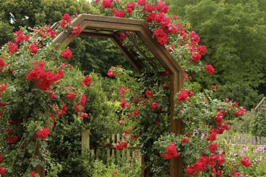 Mit einer Rankhilfe wie dem Rosenbogen können Sie Ihre Kletterrosen schön in Szene setzen.