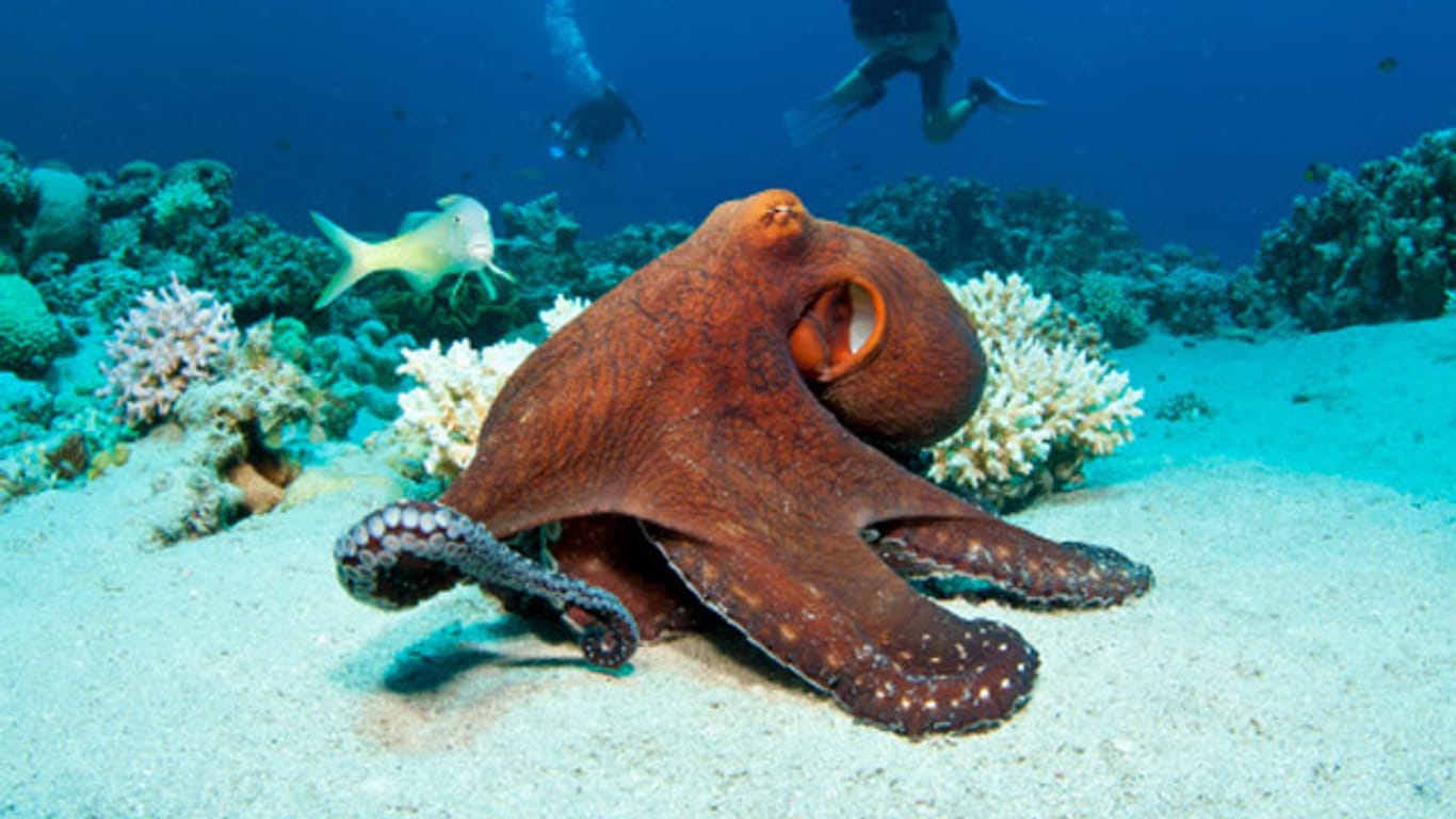 Kraken gehören zu den ältesten und intelligentesten Meeresbewohnern.