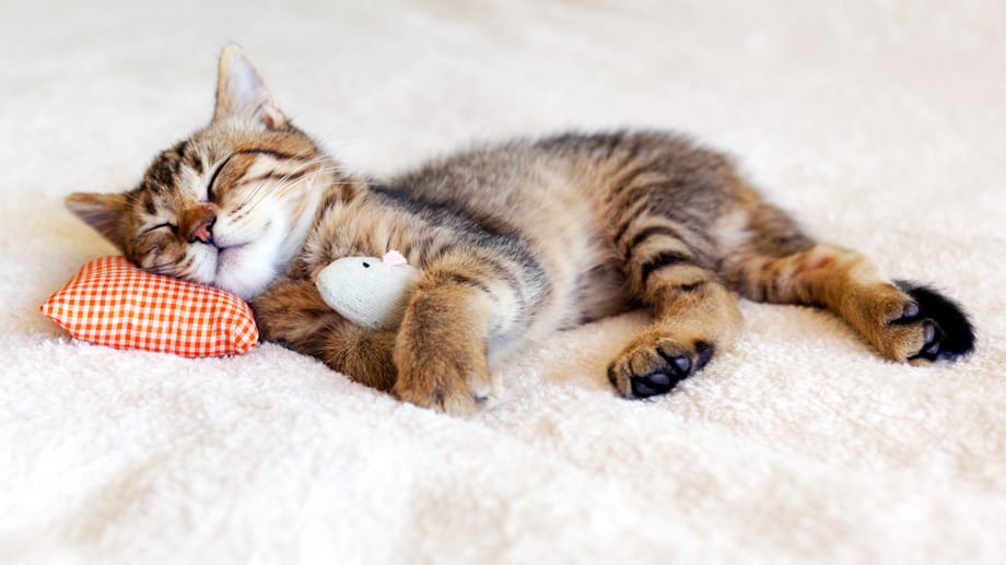 Katzen werden sanfter bei klassischen Klängen. Besonders beruhigend wirkt Musik von Händel auf sie.