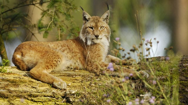 Der Eurasische Luchs kehrt aus Tschechien zurück in seine Heimat.