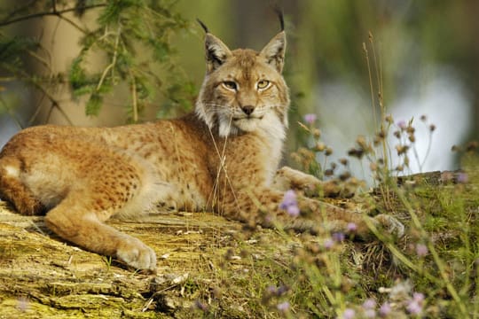 Der Eurasische Luchs kehrt aus Tschechien zurück in seine Heimat.