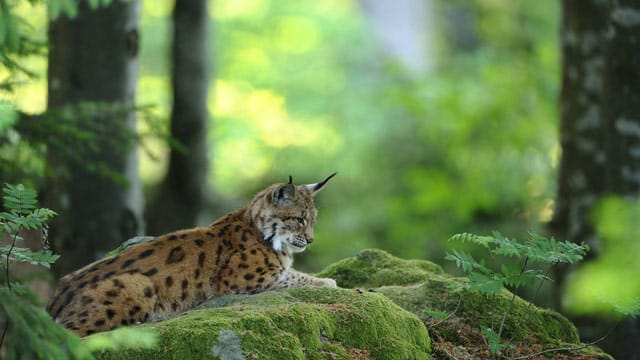 Der Eurasische Luchs zeichnet sich durch seine Fellfärbung und die Ohrenpinsel aus.