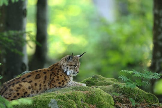 Der Eurasische Luchs zeichnet sich durch seine Fellfärbung und die Ohrenpinsel aus.