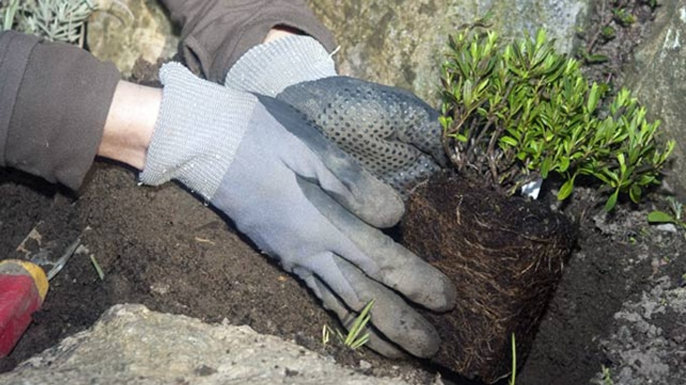 Tests zeigen: Echten Schutz für die Hände bieten die meisten Gartenhandschuhe nicht wirklich.
