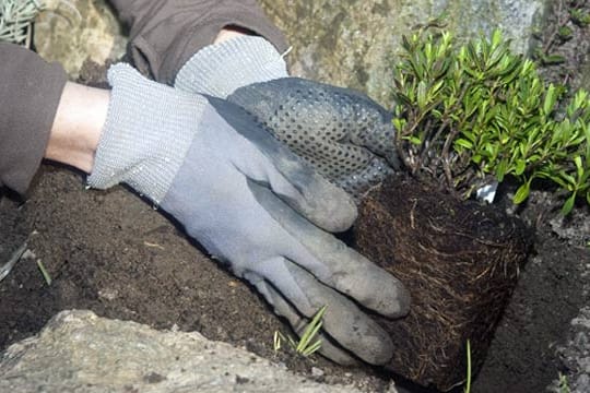 Tests zeigen: Echten Schutz für die Hände bieten die meisten Gartenhandschuhe nicht wirklich.