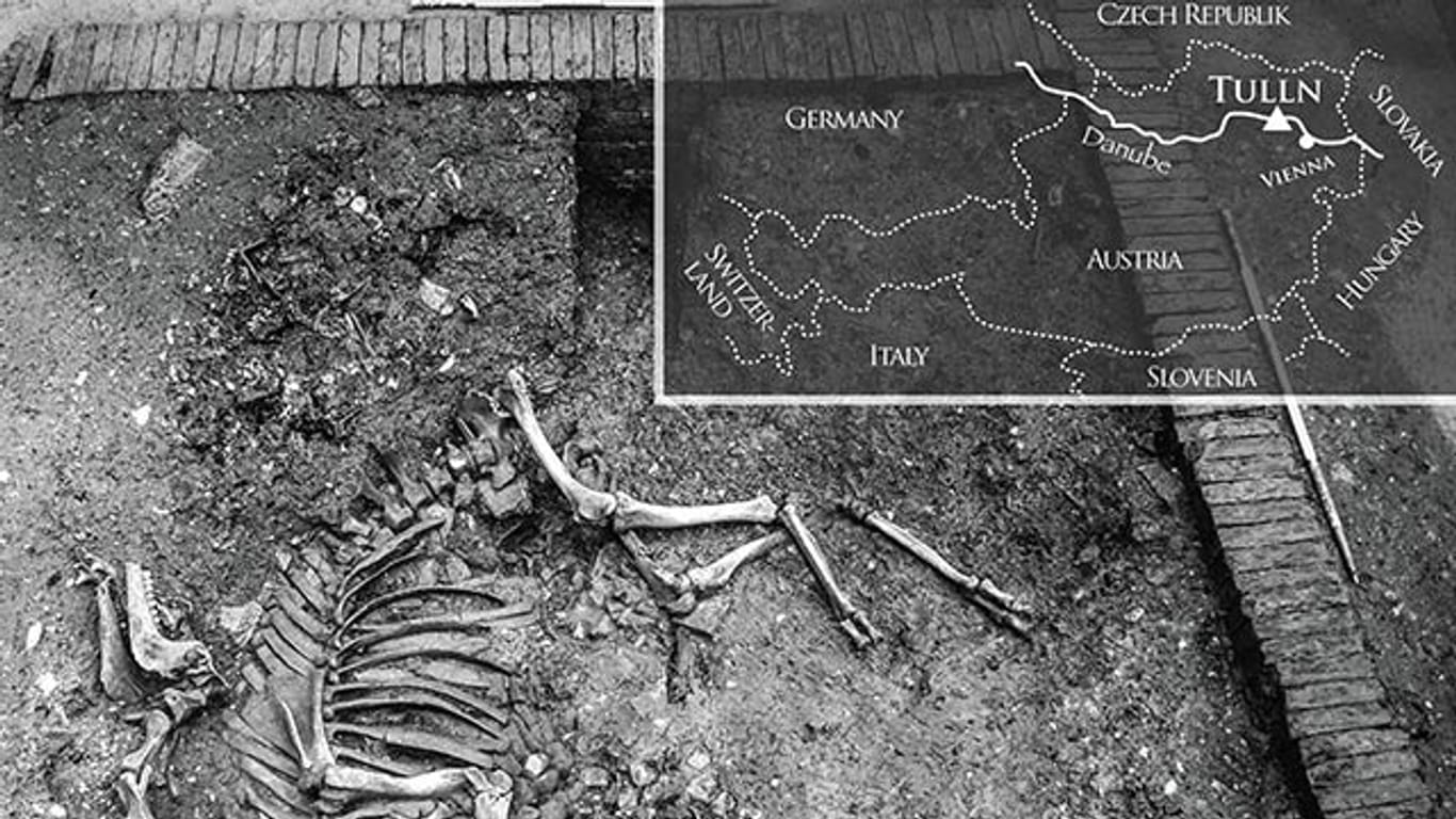 Vollständig erhalten: Dieses Kamel-Skelett wurde in Österreich entdeckt.