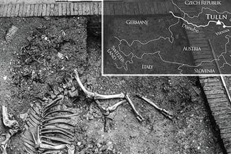Vollständig erhalten: Dieses Kamel-Skelett wurde in Österreich entdeckt.
